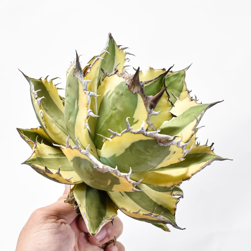 アガベ チタノタ スナグルトゥース 