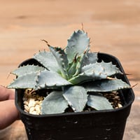 アガベ ハイブリット 日系イシスメンシス×象牙妖炎（陽炎エボリ）【台湾botanical_seeker産】RF25011369