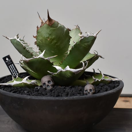 Matasuke Tatsumi（TEATOYA'S GALLERY）【Skull pebble set Black】type D