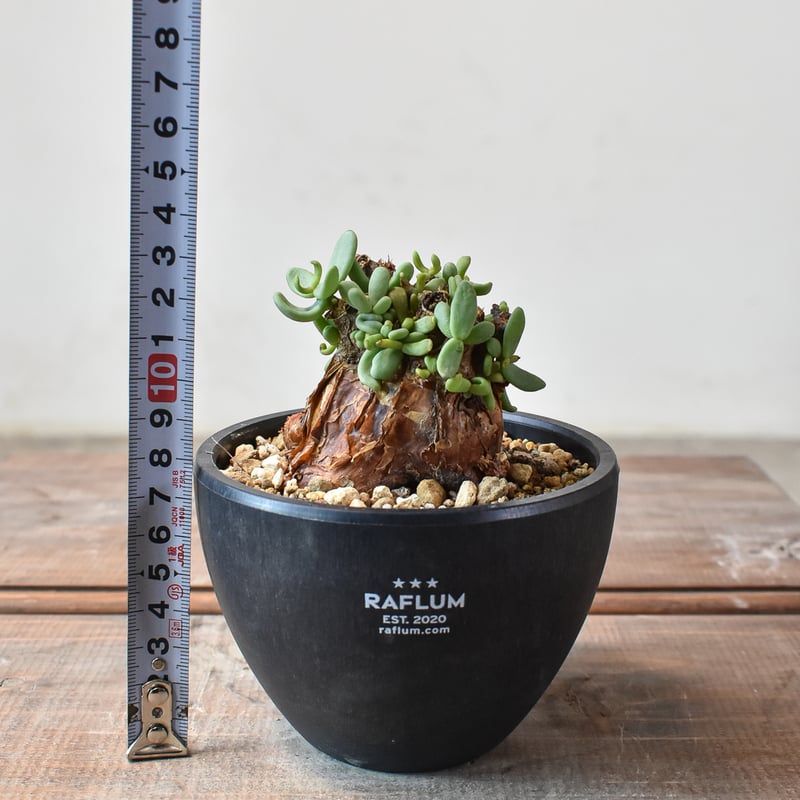 ケラリア ピグマエア 【発根済】E | RAFLUM / ラフラム｜東京、大阪の