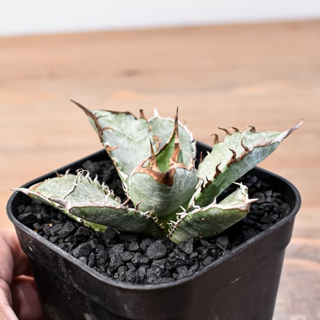 アガベ チタノタ "ドラゴンアガベ実生" 【台湾 dragon agave産/発根済み/子株】DGC2411019