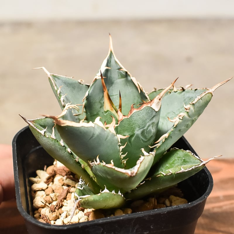 アガベ チタノタ 