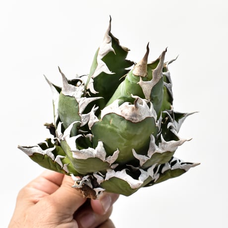 アガベ チタノタ "精品レッドキャットウィーズル" / 精品赤猫 , 精品紅猫  【台湾 dragon agave産/中株/抜き苗】B RF25011880