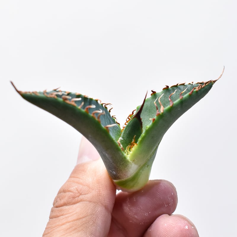 RAFLUMコレクション】アガベ チタノタ 