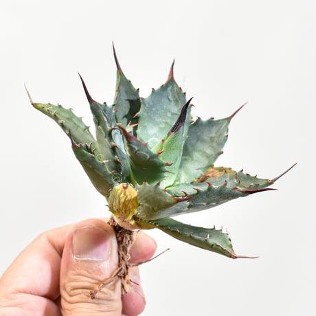 アガベ hybrid イシスメンシス×エボリスピナ/甲蟹X妖炎 【台湾 dragon agave産/抜き苗販売/子株】RFDG25011209