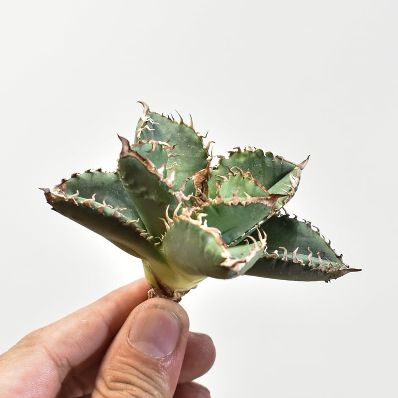 アガベ チタノタ 