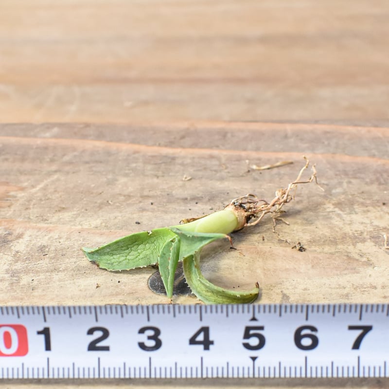 アガベ ハイブリット 