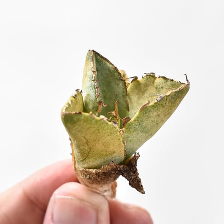 貴重‼️ アガベ などなど✨ Agave titanota white Whale × YAMABACHI no.123