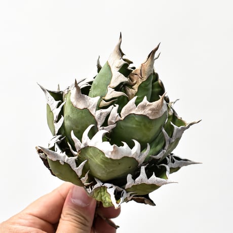 レッドキャットウィーズル | STORES