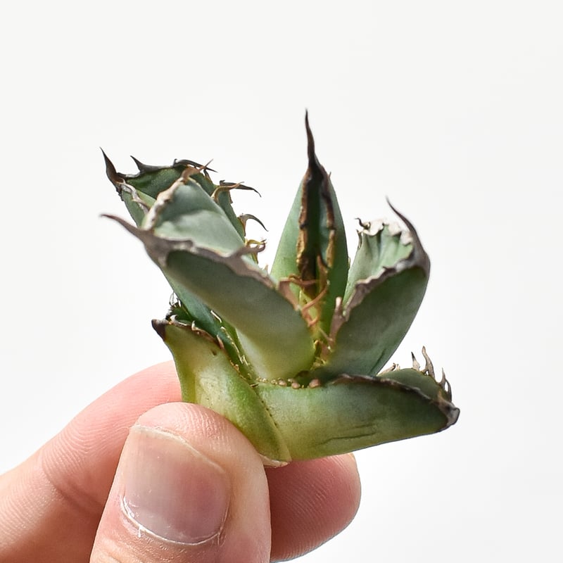 アガベ チタノタ 