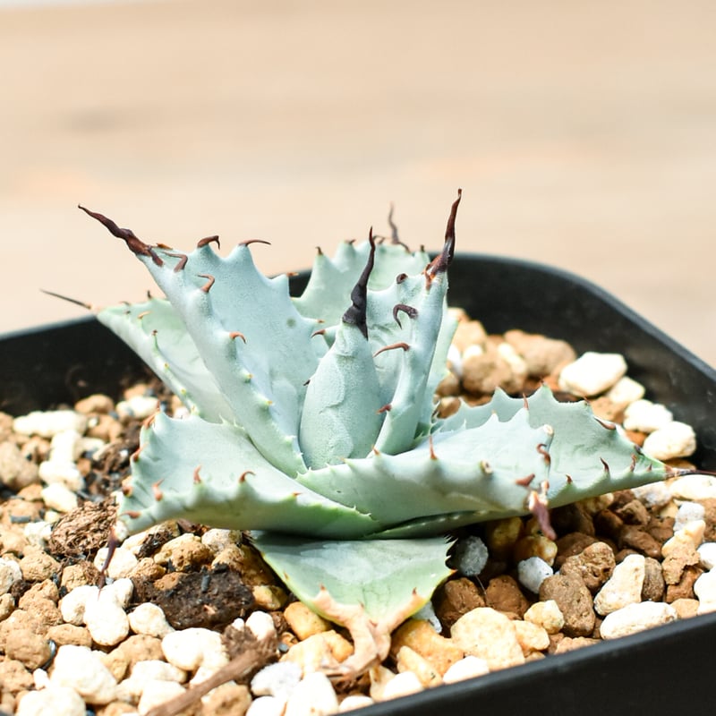 アガベ ハイブリット 雲虎甲蟹×象牙妖炎(モコイシス×陽炎エボリ