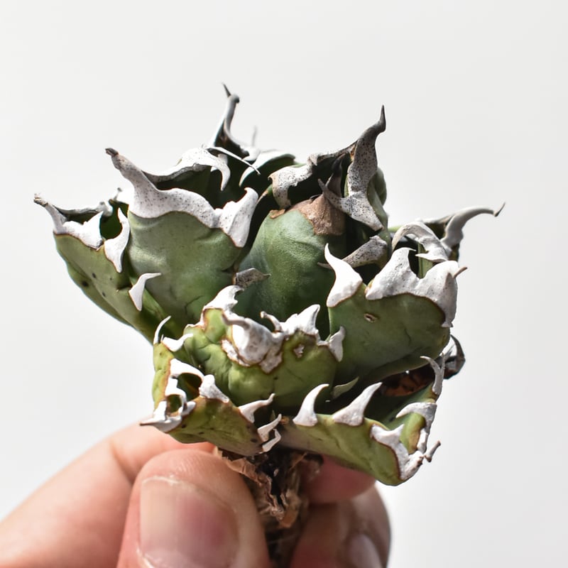 アガベ チタノタ ドワーフ / 