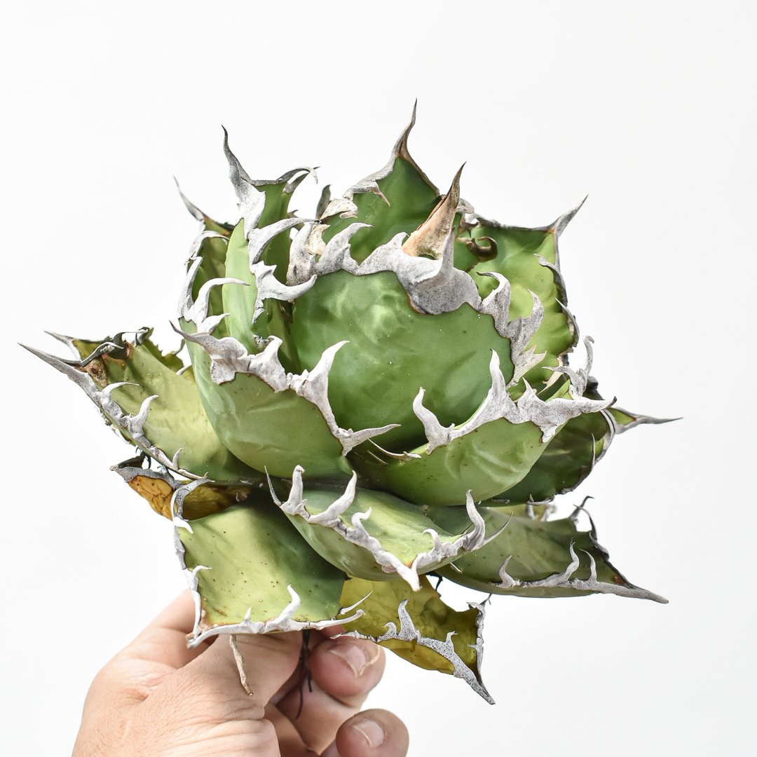 台湾 Lize産 アガベ シーザー 凱撤 CAESAR 台湾 Lize産 アガベ シーザー 凱撤 CAESAR 台湾 Lize産 アガベ