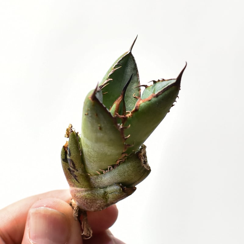 アガベ オテロイ 