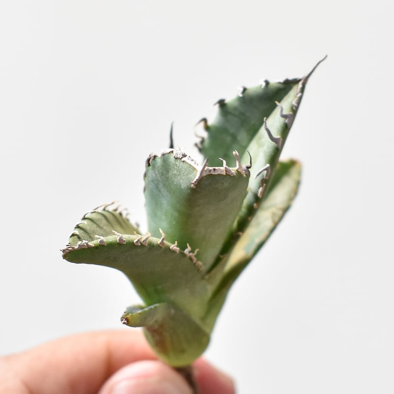 アガベ チタノタ 