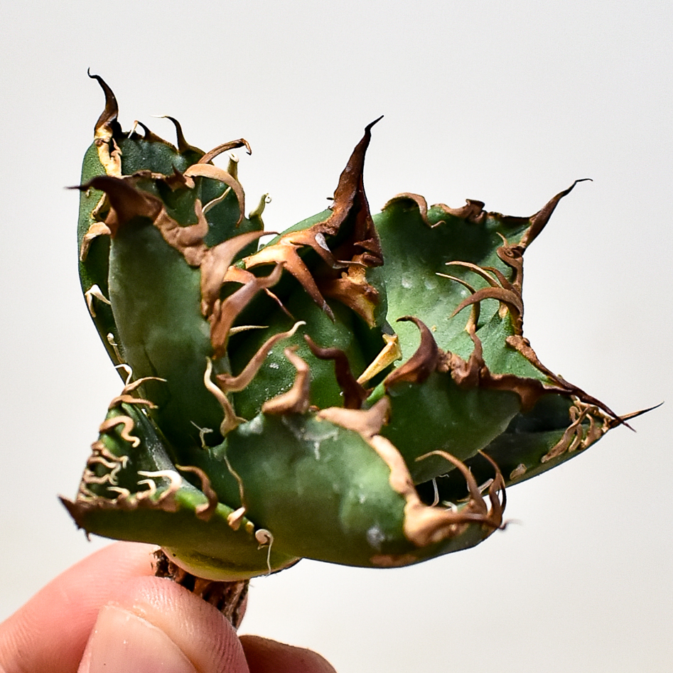 アガベ チタノタ 台湾良血統 シーザー子株 大サイズ caesar 凱撒