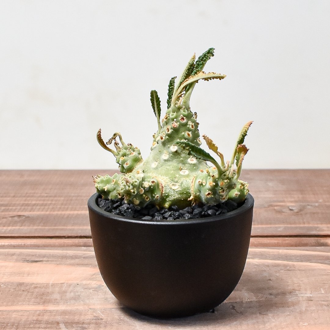 【レア/塊根植物】ドルステニア ラブラニー オス株（大株）鉢植え ① レア/塊根植物】ドルステニア ラブラニー オス株（大株）鉢植え - A