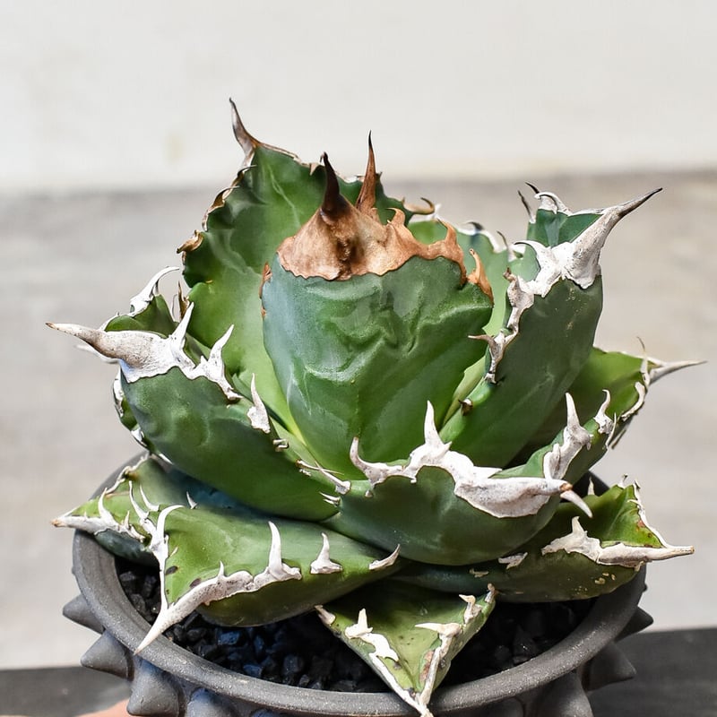 アガベ チタノタ ホワイトファイヤー 