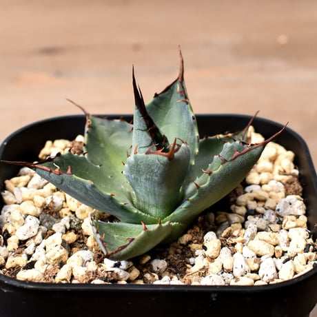 アガベ ハイブリット （パラサナ、イシスメンシス）× 曙光【台湾botanical_seeker産】J RF25011570