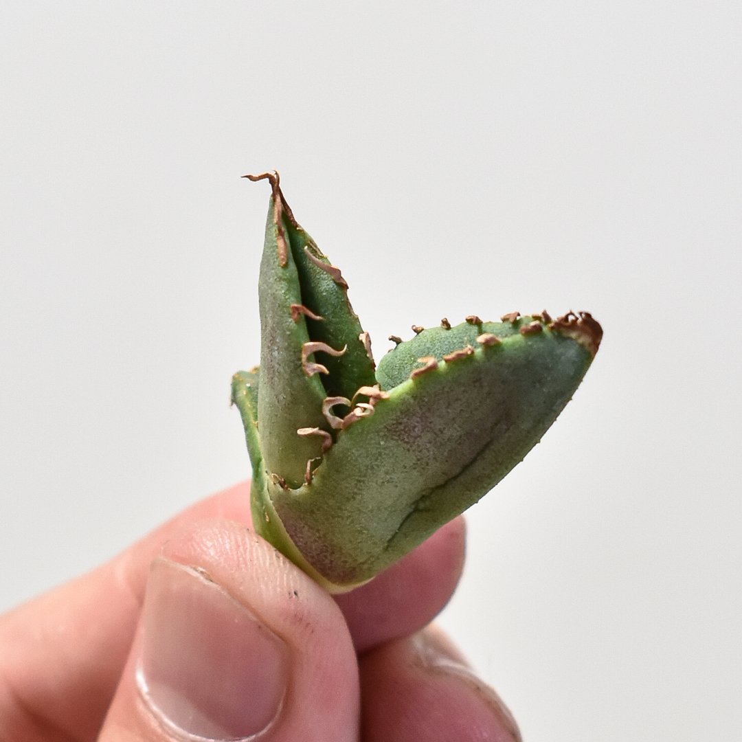 Sacambaya→アガベ　麻花　子株2つセット　発根済み　台湾産 Sacambaya様専用→アガベ 麻花 子株2つセット 発根済み 台湾産