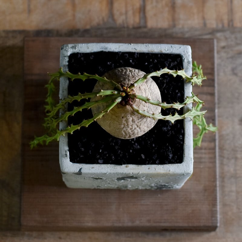 ユーフォルビア　デシドゥア　蓬莱島　レアな大きさ　発根済 Amazon｜遊恵盆栽 コーデックス：ユーフォルビア デシドゥア