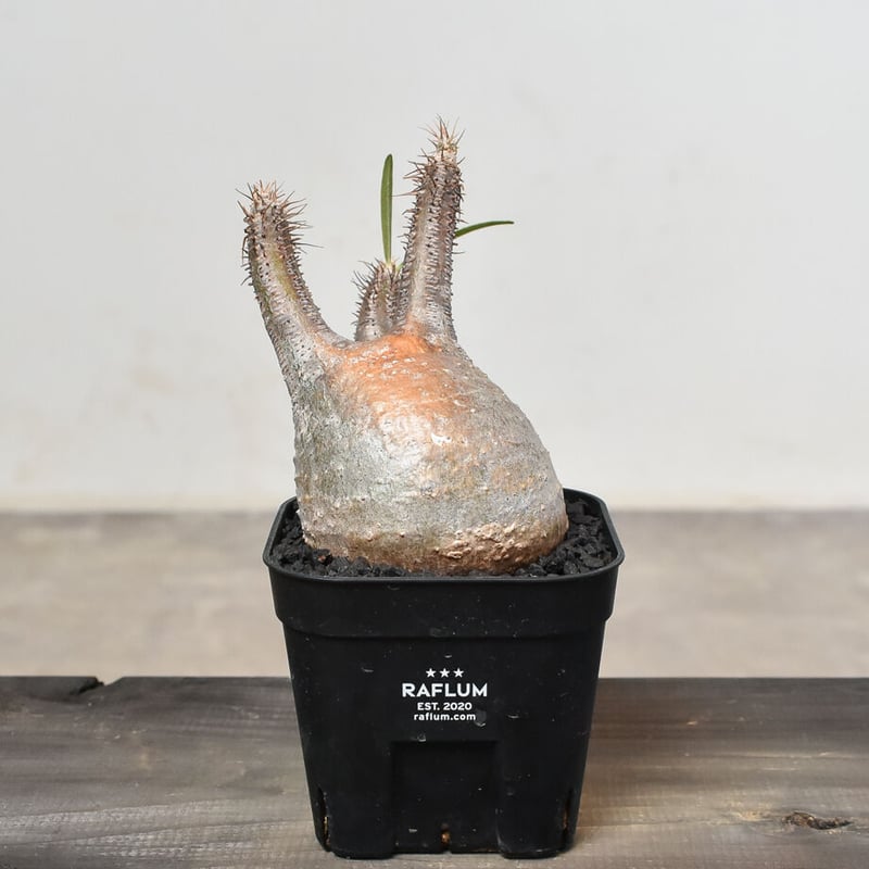 ozwrt TheCaudexMan CyphostemMan 【公式通販】