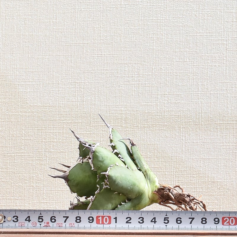 m*❗様 【アガベ チタノタ “精品氷山” 】G.SAMURAI産/BIGサイズ fit=scale-down,w=1200