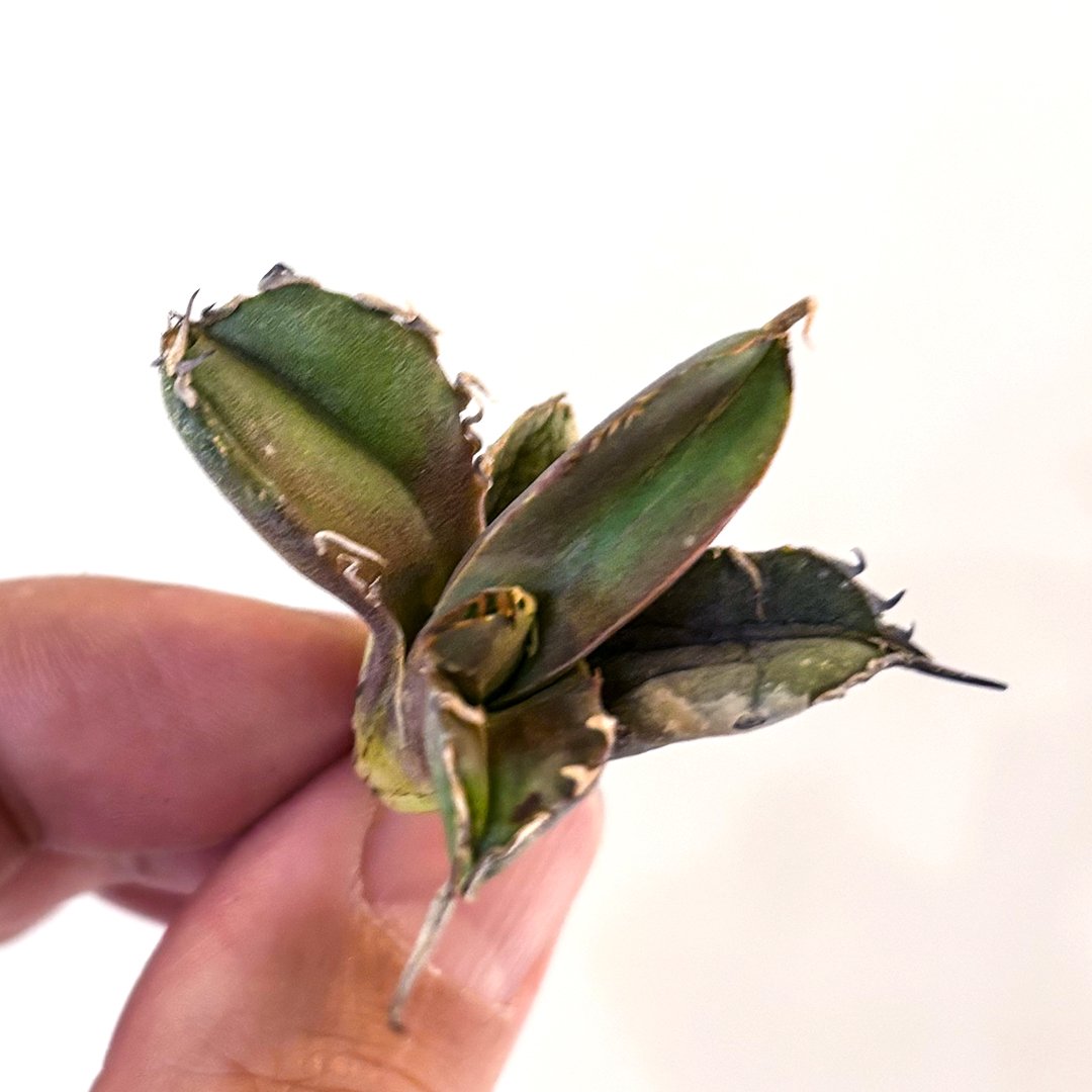 アガベ チタノタ フクロウ / 猫頭鷹 , アザラシ / 海豹【台湾産