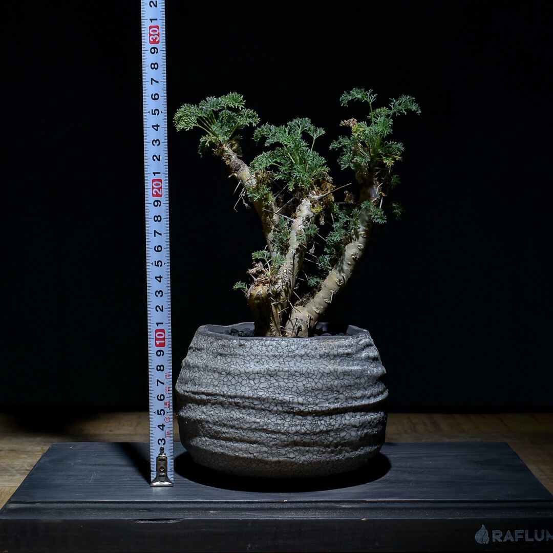 サルコカウロン へレー 