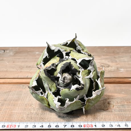 アガベ チタノタ “精品白鯨” 【台湾 dragon agave産/抜き苗/中株】A DG2402593(T)