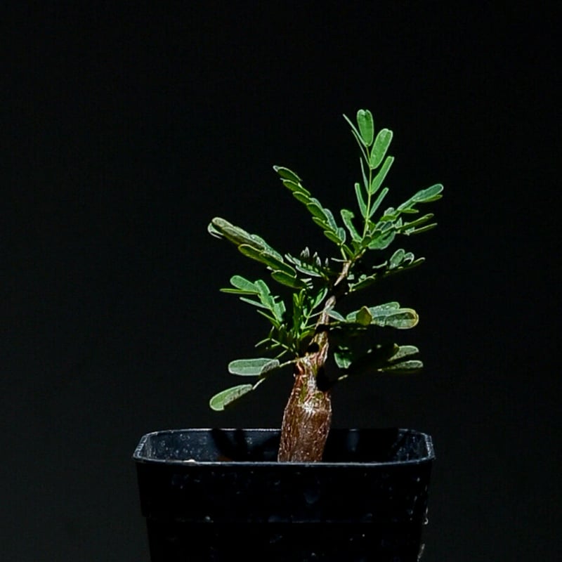 センナ メリディオナリス【塊根植物・コーデックス・国内実生 センナ メリディオナリス【塊根植物・コーデックス・国内実生