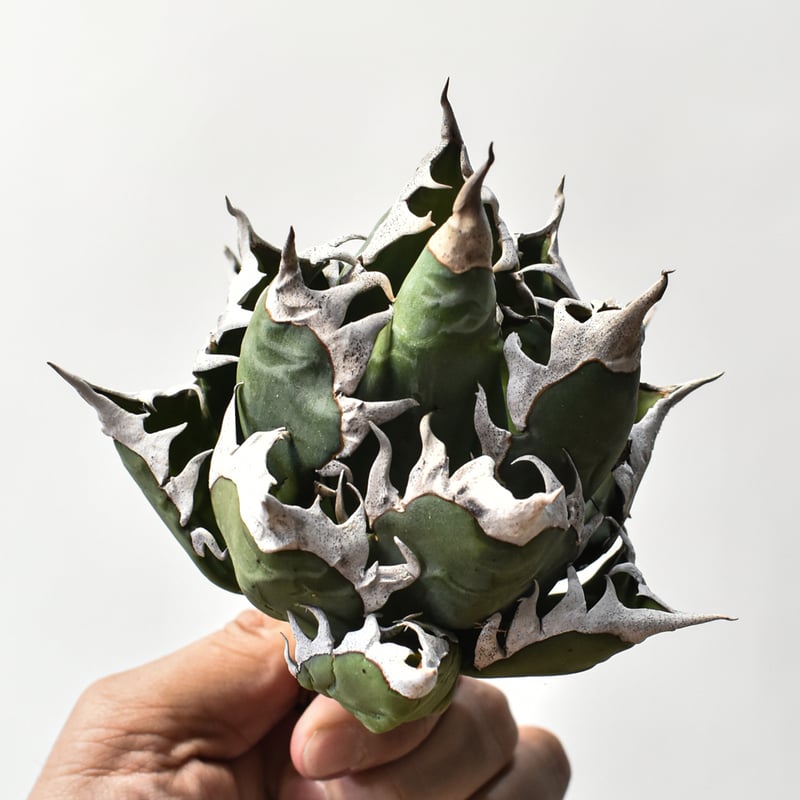 アガベ チタノタ 