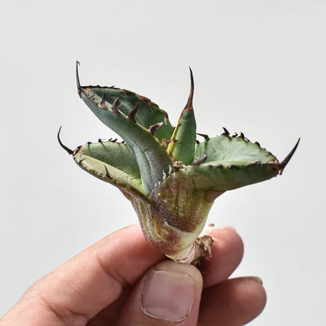 アガベ大鋼牙 | STORES