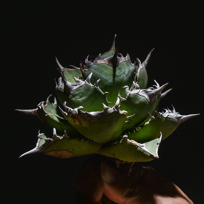 アガベ　チタノタ　鳳凰 アガベ チタノタ フェニックス 