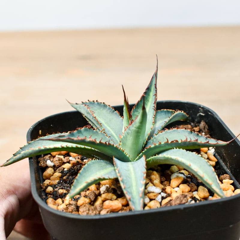 コレクション株　アガベ　エボリスピナ　陽炎 エボリスピナ 陽炎 極上 ウネリ アガベ ユタエンシス｜LAVELLI(ラヴェリ)