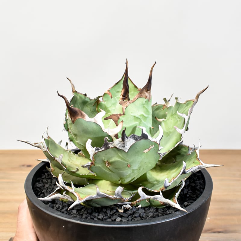 アガベ チタノタ 