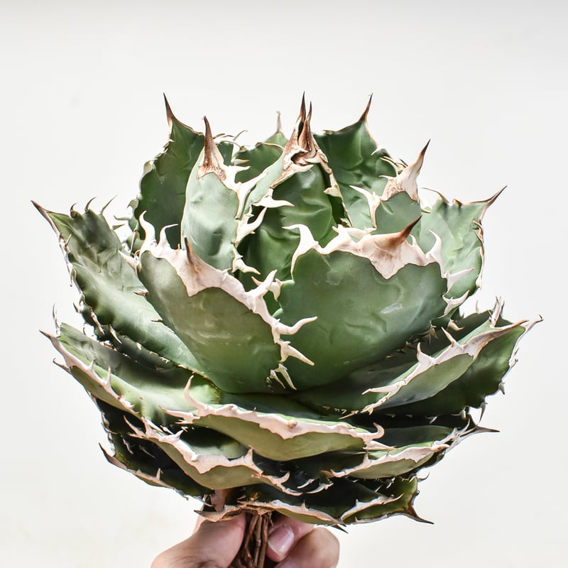 アガベ チタノタ オテロイ 