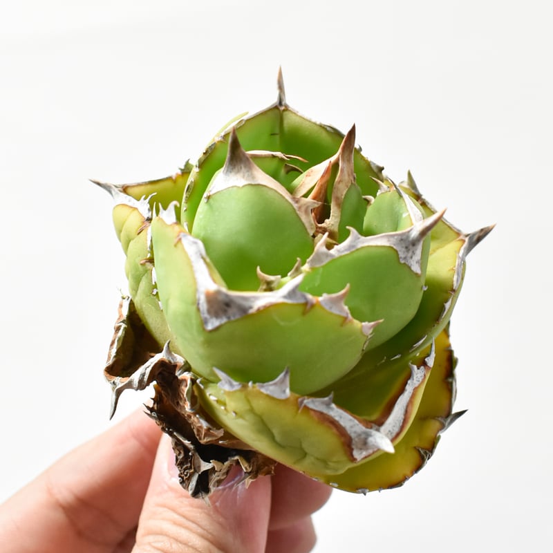 ア*ン様 アガベ Dennis 達磨 子株 Agave Titanota DAR ア*ン様 アガベ Dennis 達磨 子株 Agave Titanota DAR ア*ン様