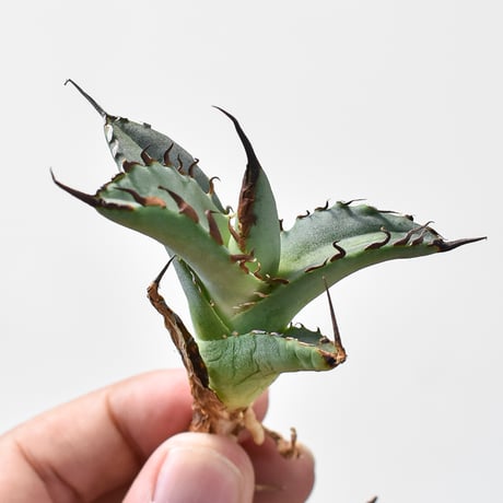 さ*く様 アガベ 黒犀牛錦黄中斑入り抜き苗発送 さ*く様 アガベ 黒犀牛錦黄中斑入り抜き苗発送 アガベ 黒犀牛錦黄中