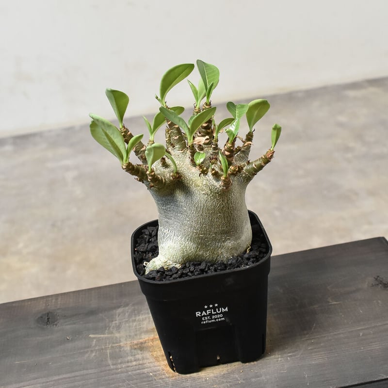 a23 アデニウム スーパードワーフ 塊根植物 コーデックス アラビカム a23 アデニウム スーパードワーフ 塊根植物 コーデックス