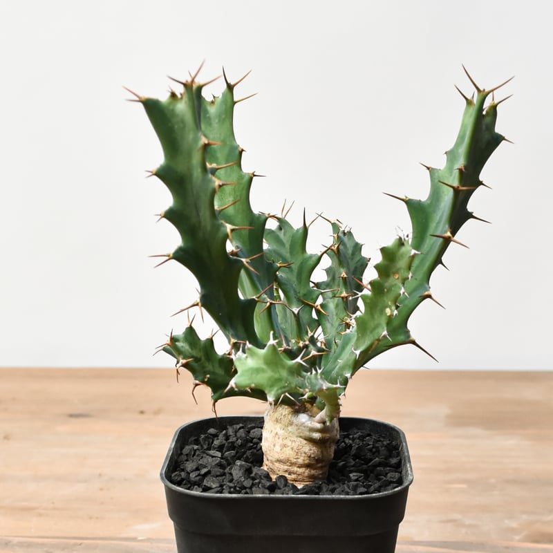 ユーフォルビア クラビゲラ 【実生】 RFHK25011505 | RAFLUM / ラフラム