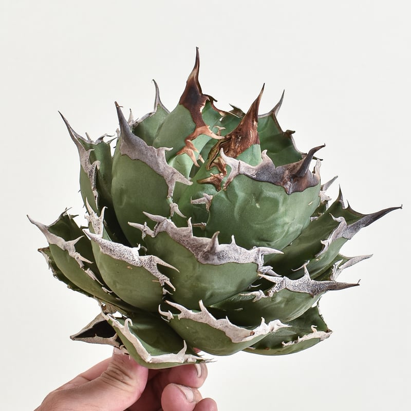 アガベ チタノタ 