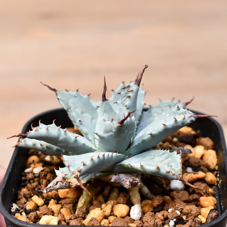 アガベ ハイブリット 日系イシスメンシス×象牙妖炎（陽炎エボリ）【台湾botanical_seeker産】RF25011395