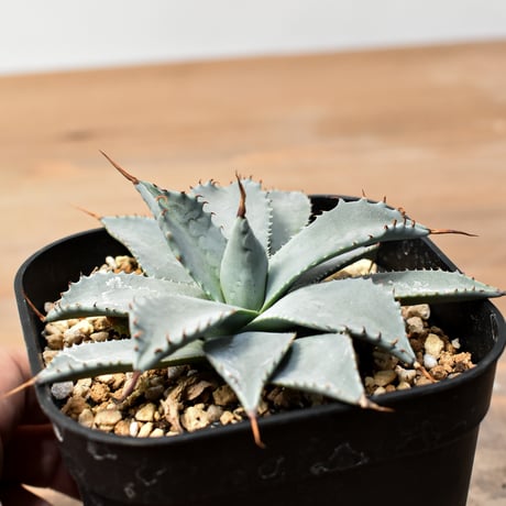 アガベ ハイブリット 日系イシスメンシス×象牙妖炎（陽炎エボリ）【台湾botanical_seeker産】RF25011368