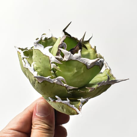 アガベ チタノタ クラブ "精品螃蟹"【台湾dragon agave産/中株/抜き苗】A60