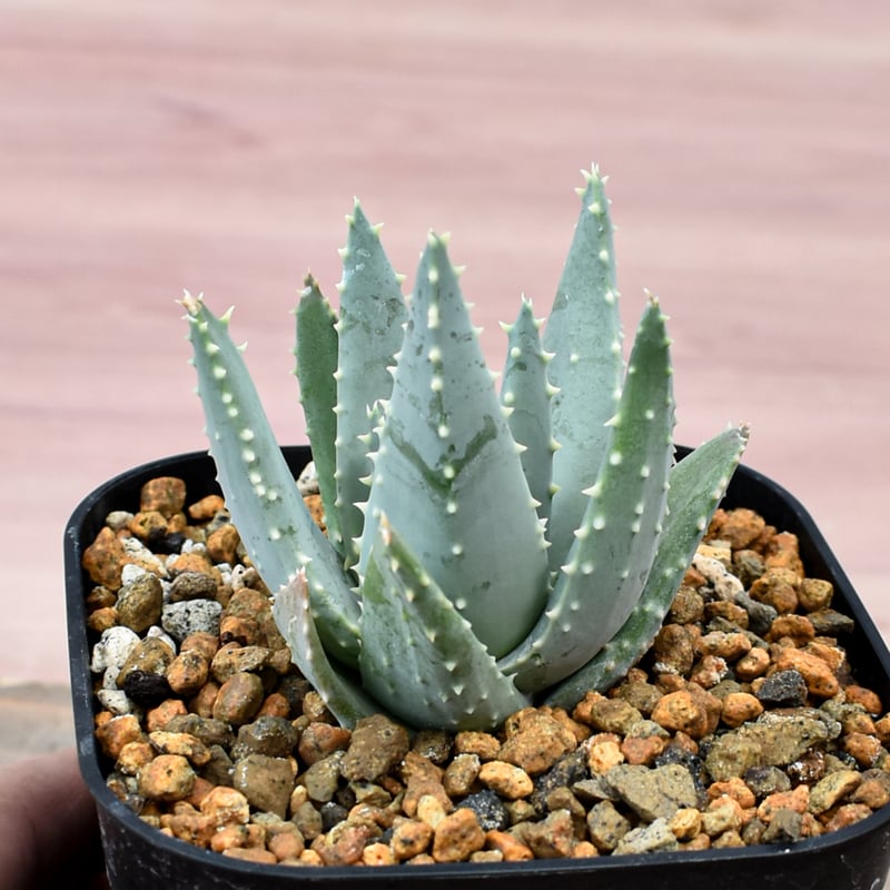 アロエ　ピランシー　実生株　10株セット　超希少種 アロエ・ピランシーの超大株が入荷しました！ 実生物ですので