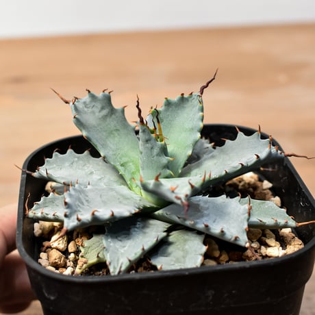 アガベ ハイブリット 日系イシスメンシス×象牙妖炎（陽炎エボリ）【台湾botanical_seeker産】RF25011398