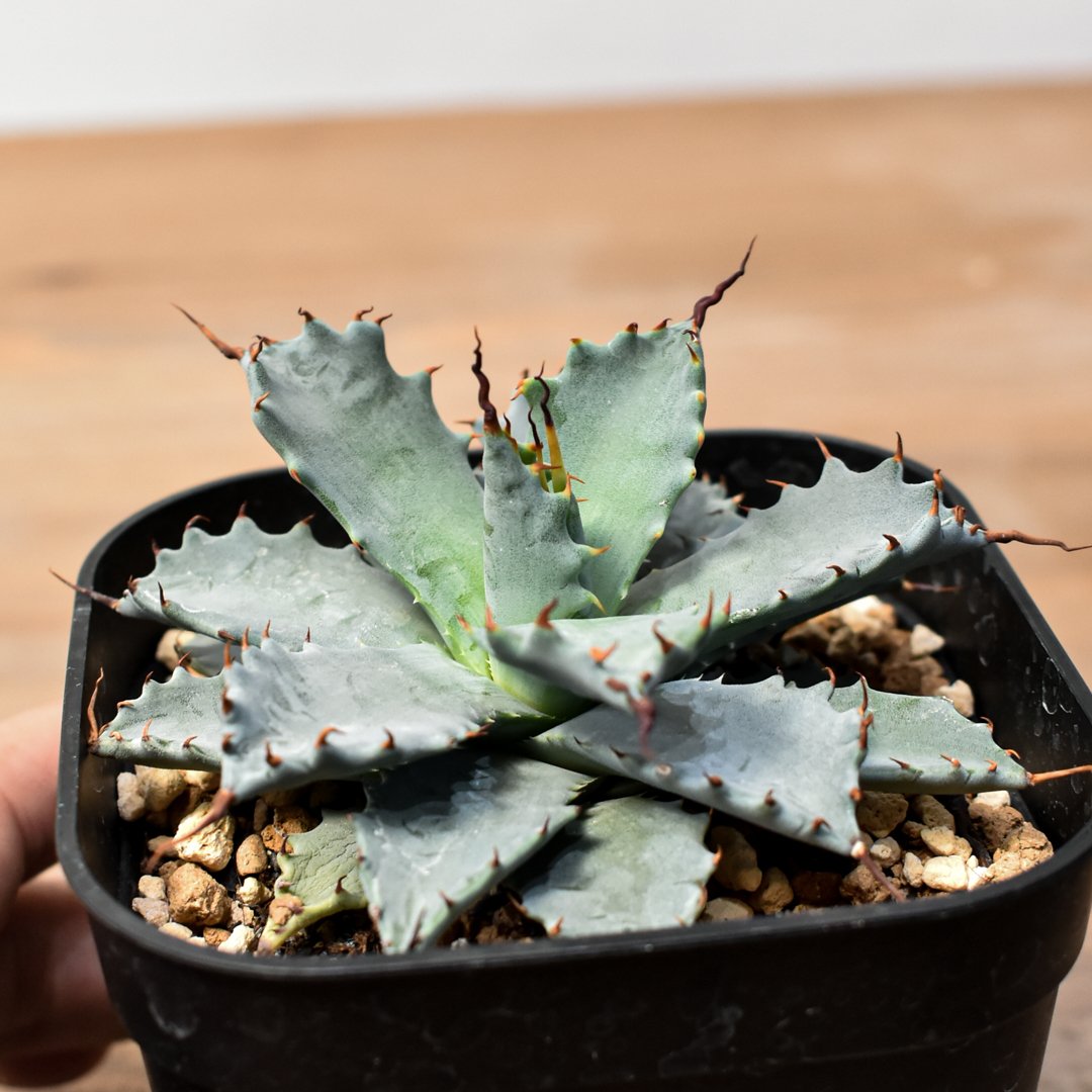 アガベ ハイブリット 日系イシスメンシス×象牙妖炎（陽炎エボリ