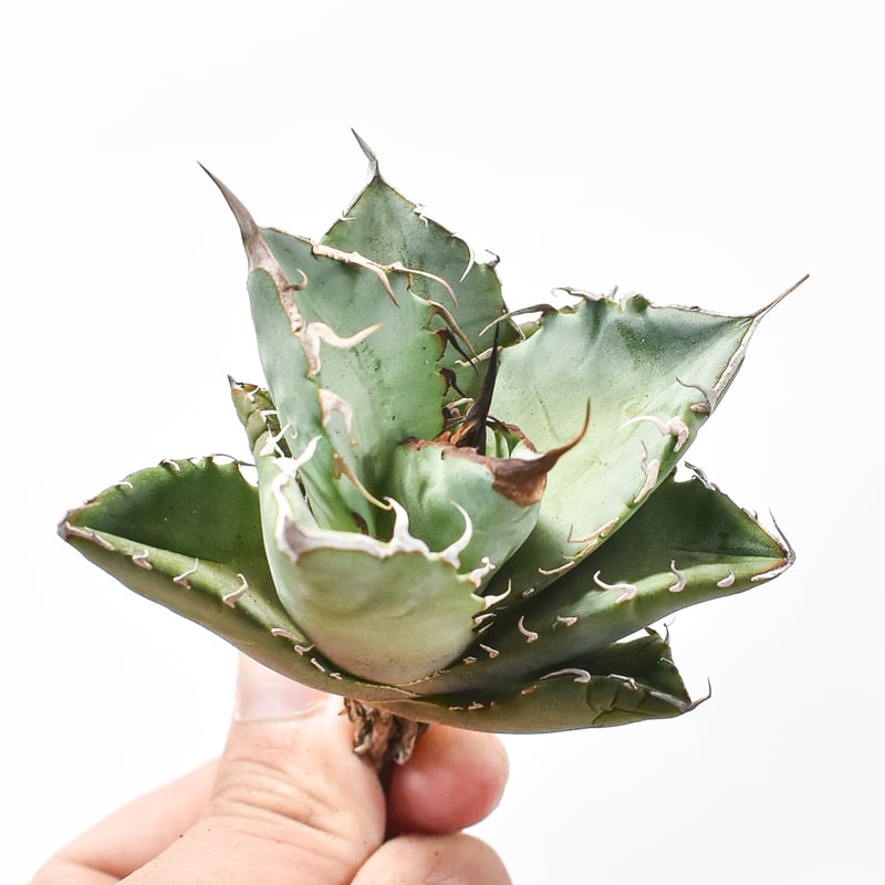 アガベ チタノタ 