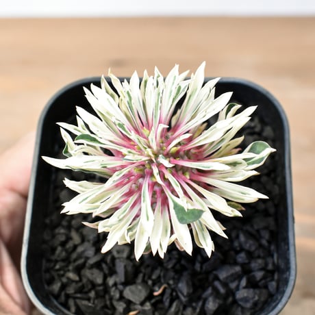 ユーフォルビア | STORES